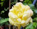 Ville de Chine rose photo