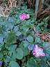 Lovely Pink rose photo