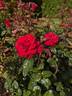 Grande Amore ® rose photo