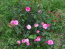 Cramoisi Picoté rose photo