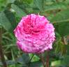 Cramoisi Picoté rose photo