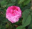 Cramoisi Picoté rose photo
