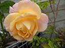 Isabelle Autissier ® rose photo
