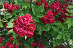 Perennial Domino rose photo