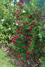 Perennial Domino rose photo