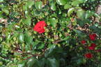 RF 14 1227 rose photo