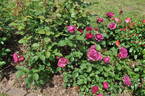 Deep Secret rose photo