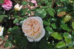 Marzipan rose photo