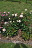 Marzipan rose photo
