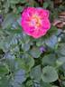 Lovely Pink rose photo