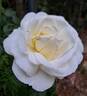 Jeanne Coeur ® rose photo
