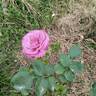 Doamna in mov rose photo