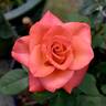 Ring of Fire ™ rose photo