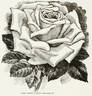 Lady Mary Corry rose photo