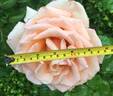 Over the Moon rose photo