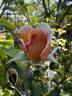 Apricot Glow rose photo