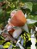 Apricot Glow rose photo