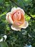 Apricot Glow rose photo