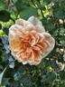Apricot Glow rose photo
