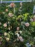 Apricot Glow rose photo