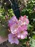 Lavender Siluetta ® rose photo