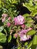 Lavender Siluetta ® rose photo