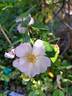 Plaisanterie rose photo