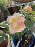 Papa Nelson rose photo