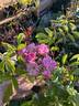Lavender Siluetta ® rose photo
