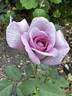 Twice in a Blue Moon rose photo