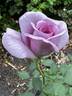 Twice in a Blue Moon rose photo