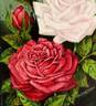 Helen Gould rose photo