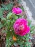 Mona Lisa rose photo
