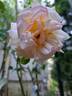 Espoir d'Anjou rose photo