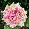 Madame Jules Gravereaux rose photo