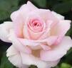 La Fleurette rose photo