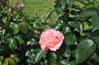 MR-236 rose photo