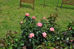 MR-236 rose photo