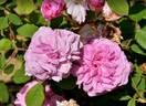 La Favorite rose photo
