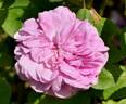 La Favorite rose photo