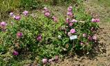 La Favorite rose photo