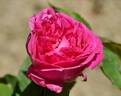 Reynolds Hole rose photo