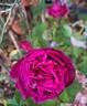 Château de Maintenon ® rose photo