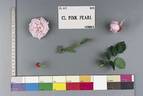 Pink Pearl rose photo