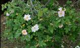 <I>R. achburensis</I> rose photo