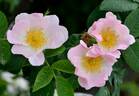 <I>R. achburensis</I> rose photo
