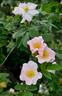 <I>R. achburensis</I> rose photo