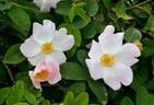 <i>Rosa achburensis</i> Chrshan. rose photo