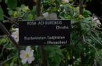 <i>Rosa achburensis</i> Chrshan. rose photo
