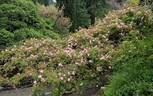 La Follette rose photo